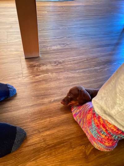 Das erste Bild eures Hundes-Beitrag-Bild