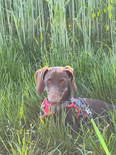 grumpy dog 😅-Beitrag-Bild