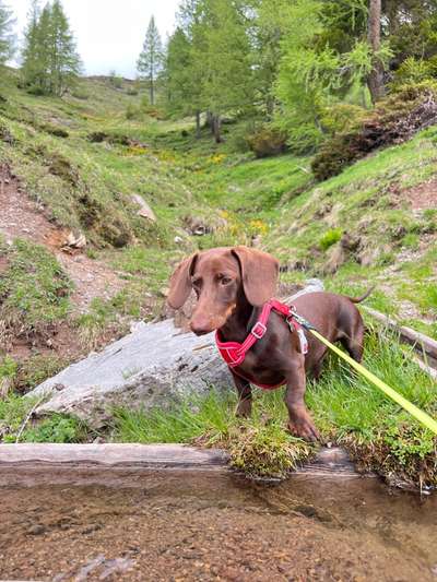 Kleine Hunde ganz Groß-Beitrag-Bild