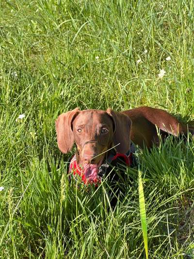 5. Hund im hohen Gras-Beitrag-Bild