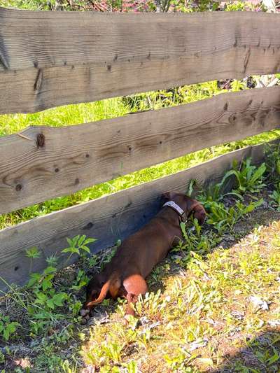 Immer der Nase nach - die schönsten Jagdhund-Bilder-Beitrag-Bild