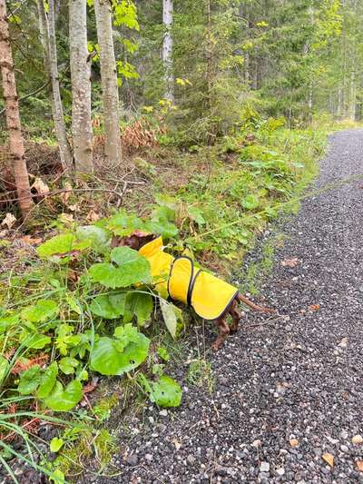 Dogorama Photo Challenge - Regenwetter-Beitrag-Bild