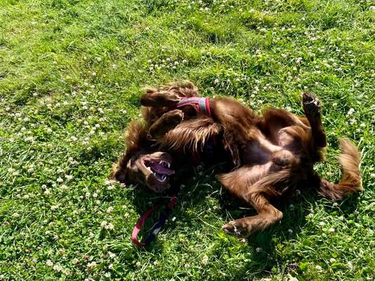 Flat Coated Retriever-Beitrag-Bild