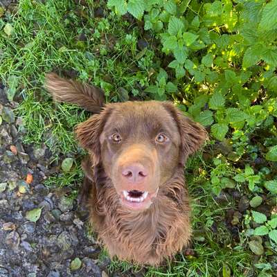 Flat Coated Retriever-Beitrag-Bild
