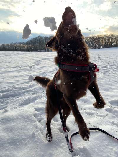 Flat Coated Retriever-Beitrag-Bild