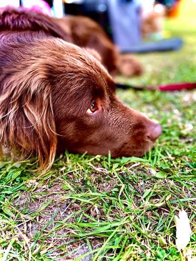 Flat Coated Retriever-Beitrag-Bild