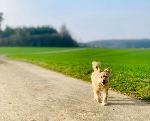 Hundetreffen-Hundefreunde und Gassi Runde gesucht-Bild