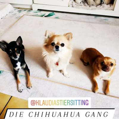 Hundepensionen-KlaudiasTiersitting Huta/Hundepension gut Zwerghunde bis 5kg + mobile Katzenbetreuung-Bild