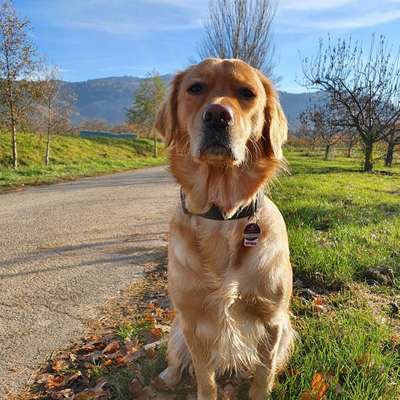 Hundetreffen-Spielkamerad/Gassifreundschaft-Bild