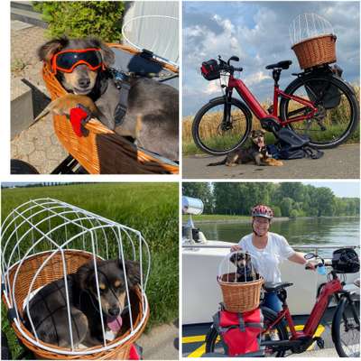33. Collagen Challenge - Dein Hund und ein Fahrrad-Beitrag-Bild