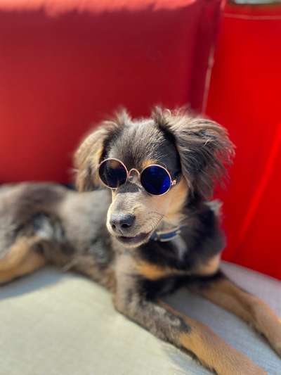 Dogorama Photo Challenge - Frühjahrsmüdigkeit-Beitrag-Bild