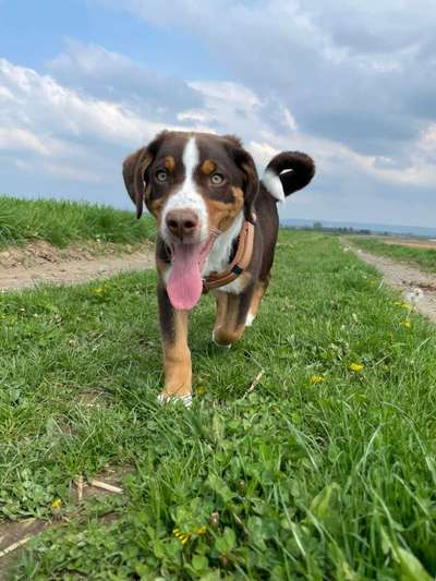 Berner Sennen-Beitrag-Bild