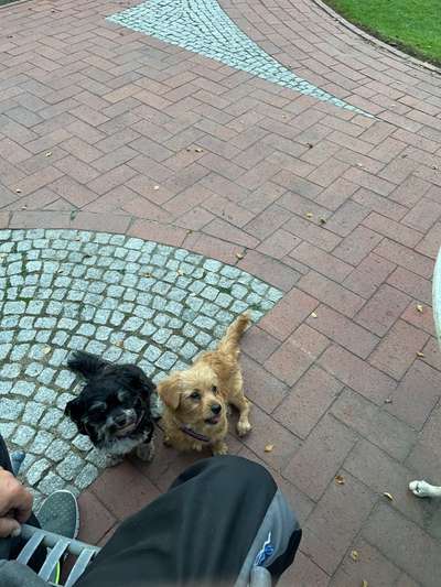 Unangeleinte Hunde-Beitrag-Bild