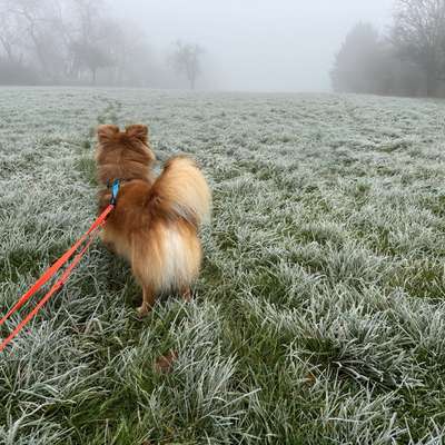 Hundetreffen-Gassirunde in Diedenbergen-Bild
