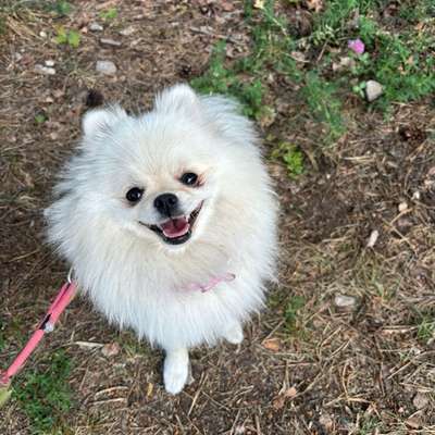 Hundetreffen-Hundespielrunde-Bild