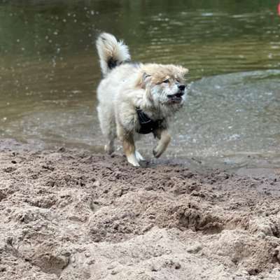 Hundetreffen-Hundetreffen in Seevetal-Bild