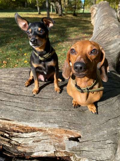 Hundetreffen-Loui und Pasa suchen neue Freunde zum toben :)-Bild