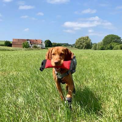 Hundetreffen-Trainingsspaziergang/ Dummytraining-Bild