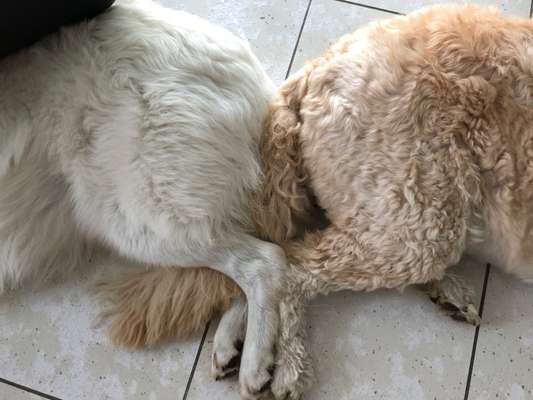 Postet das beste Foto von euren 4 beinern-Beitrag-Bild