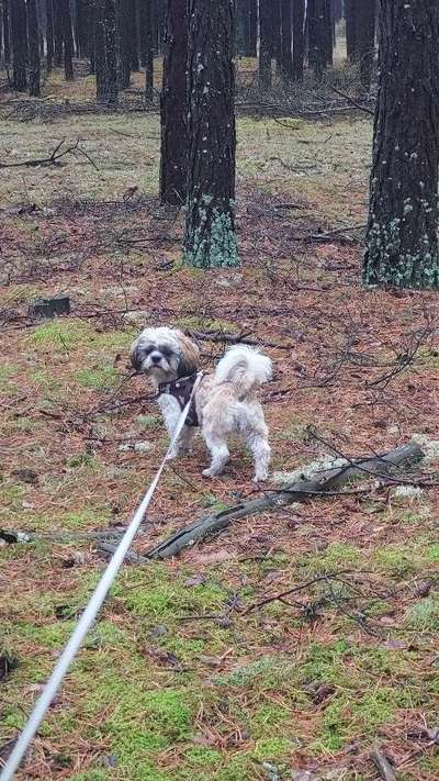 Hundetreffen-Spiel/ Gassitreff/ Kleine Hunde-Bild