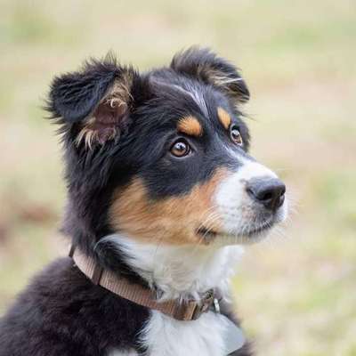 Hundetreffen-Spieltreffen