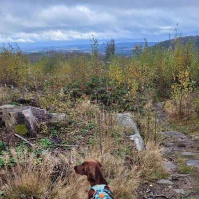 Hundetreffen-Wir suchen Wanderbuddys-Bild