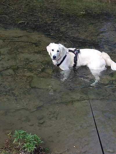 Dogorama-Monats-Challenge-Mai "Wasser"-Beitrag-Bild