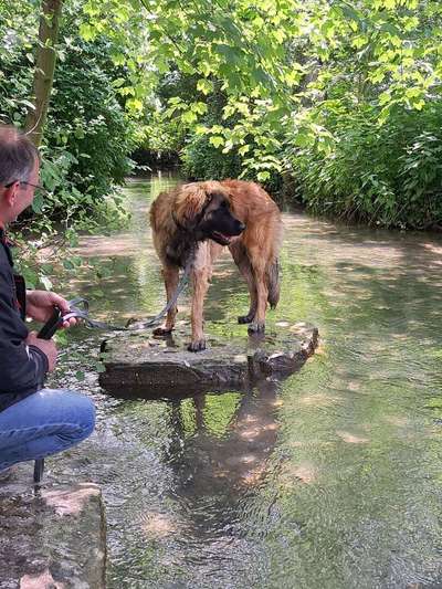 Leonberger-Beitrag-Bild