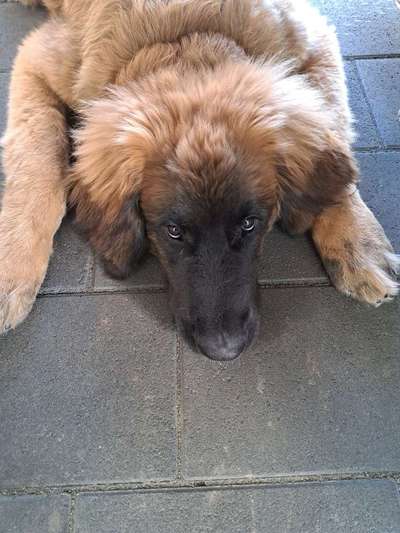 Leonberger-Beitrag-Bild