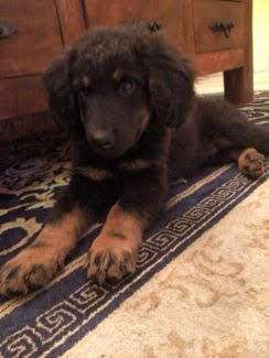 Welpen Bilder !-Beitrag-Bild