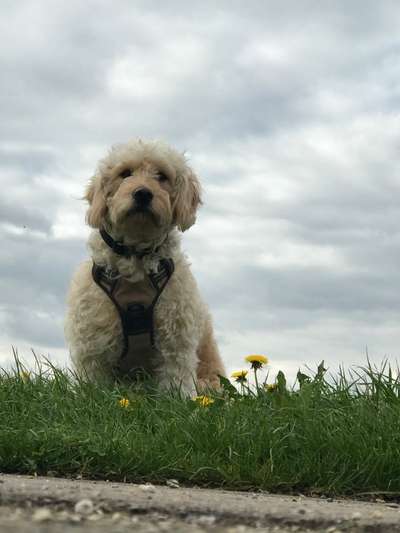 156. Fotochallenge *** DEIN HUND UND DIE WUNDERSCHÖNEN WOLKEN ***-Beitrag-Bild