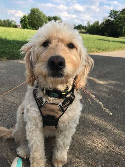 Goldendoodle-Beitrag-Bild