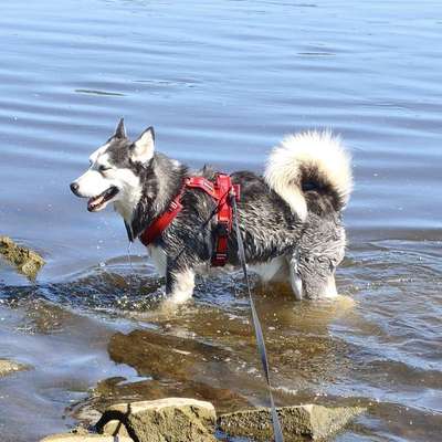 Hundetreffen-Husky treffen-Bild