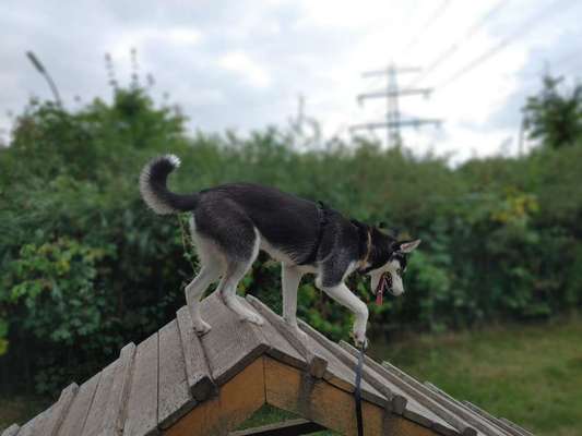 Hundetreffen-Gassirunde um die Alster :) einfach anschreiben!!-Bild