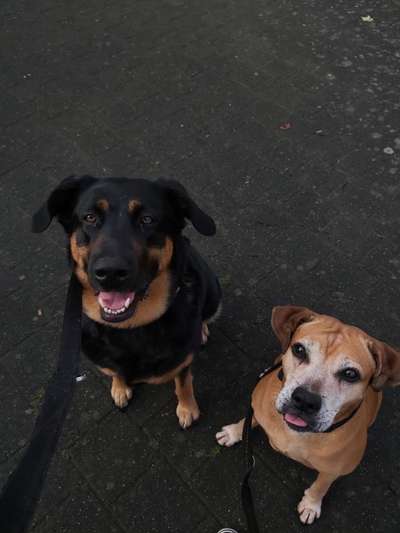 Mischlinge raten - Rätselspaß-Beitrag-Bild