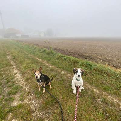 Hundetreffen-Welpenfreunde zum spielen und toben gesucht-Bild