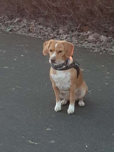 Mischlinge raten - Rätselspaß-Beitrag-Bild