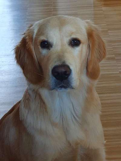 Wo sind die Golden Retriever Liebhaber?-Beitrag-Bild