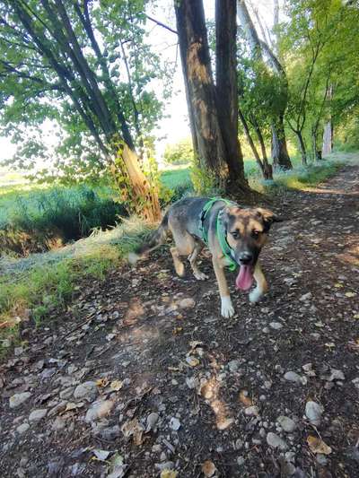 Hundetreffen-Spiel und Spass-Bild