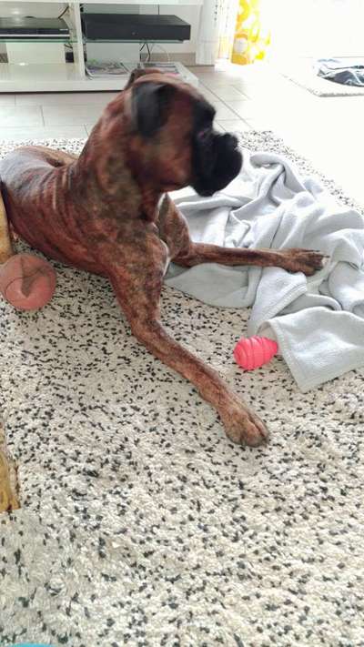 Deutsche Boxer-Beitrag-Bild