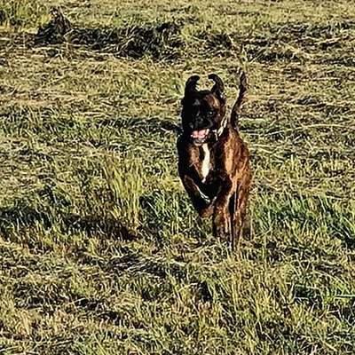 Deutsche Boxer-Beitrag-Bild