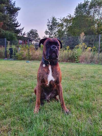 Deutsche Boxer-Beitrag-Bild