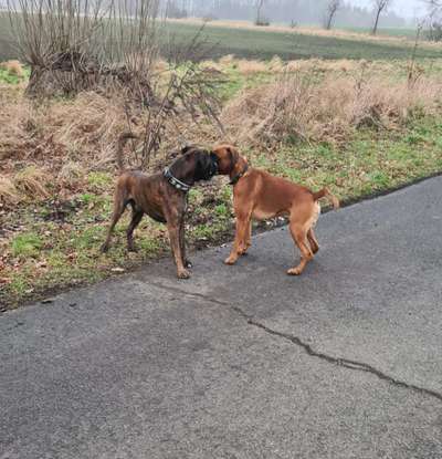 Deutsche Boxer-Beitrag-Bild