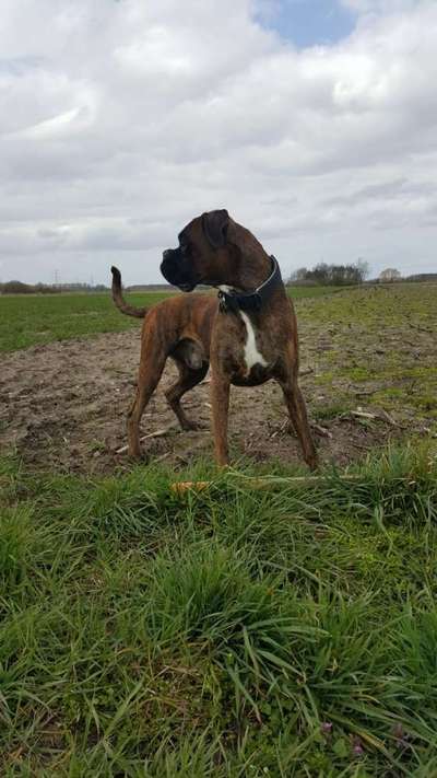 Deutsche Boxer-Beitrag-Bild