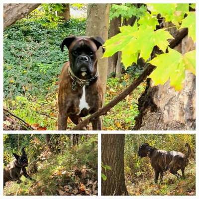 Deutsche Boxer-Beitrag-Bild