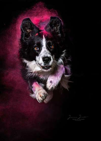 Foto's und Hundemodels-Beitrag-Bild