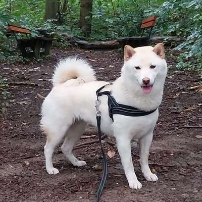 Reinrassige Hunde?-Beitrag-Bild