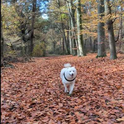 Shiba - Eltern-Beitrag-Bild