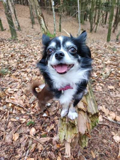 Dogorama Photo Challenge - Einmal lächeln bitte-Beitrag-Bild