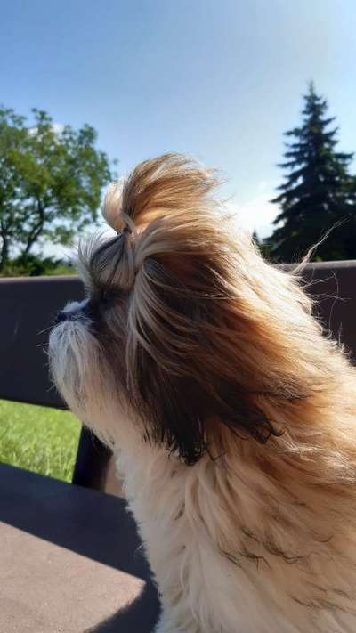 Shih Tzu von Jung bis Senioren-Beitrag-Bild